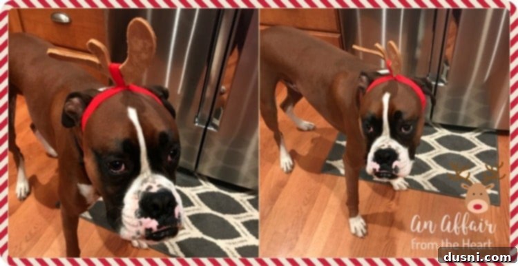 A dog with sad eyes wearing a pair of reindeer antlers, illustrating a humorous pet holiday moment.
