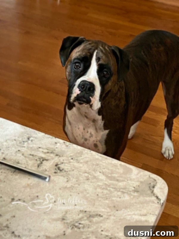 A boxer dog looking longingly at noodles