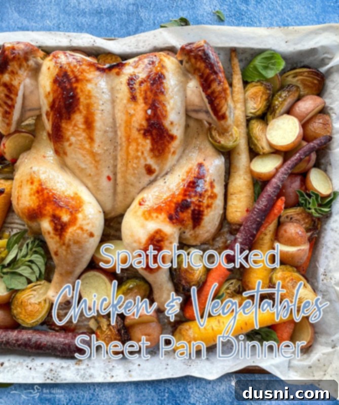 Top view of spatchcock chicken on sheet pan with vegetables
