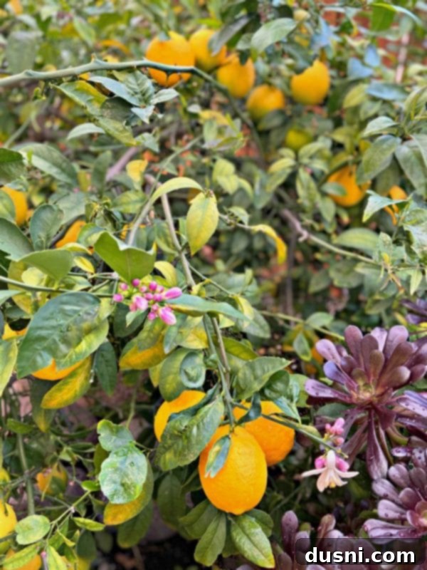 Sunshine Lemon Chewies 3 Lush lemon trees laden with bright yellow fruit, symbolizing fresh ingredients.
