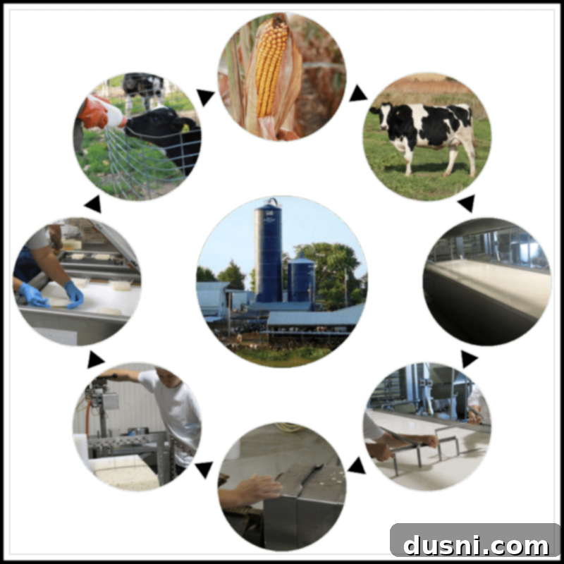 Creamy Sweet Corn & Cheddar Chowder 6 Infographic detailing the Jisa Farmstead Cheese production process.