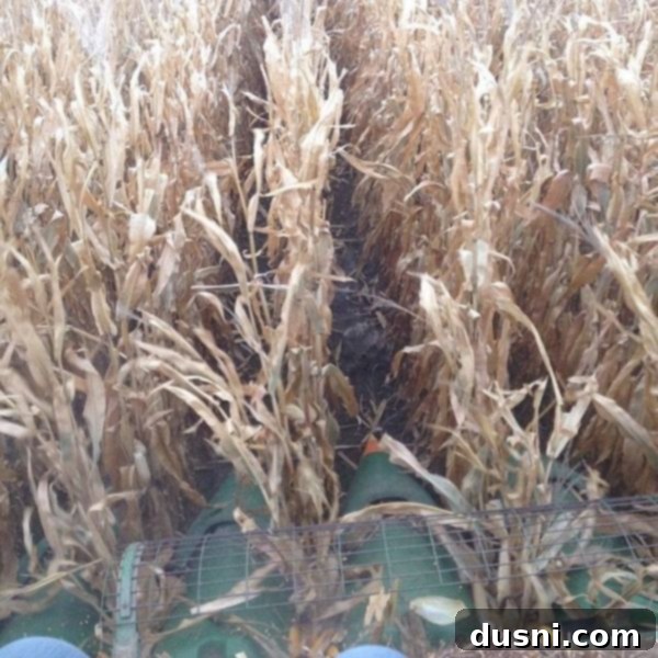 Sunrise Sliders 14 A vintage photograph of a young woman, likely the author, sitting on farm equipment in a rural setting.