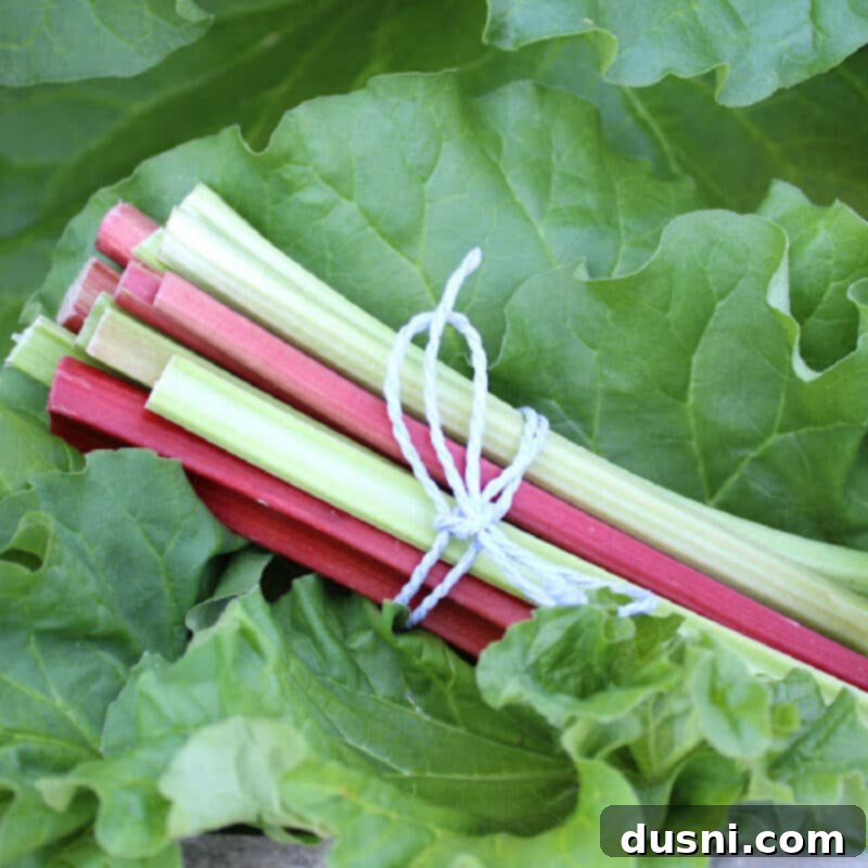 Strawberry Rhubarb Bliss 16 Fresh rhubarb stalks and green leaves