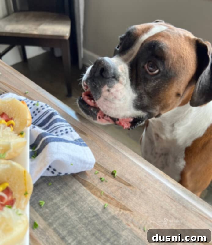 Smoky Franks with Tangy Kraut 18 Dog observing the grilling process with smoked hot dogs and kraut