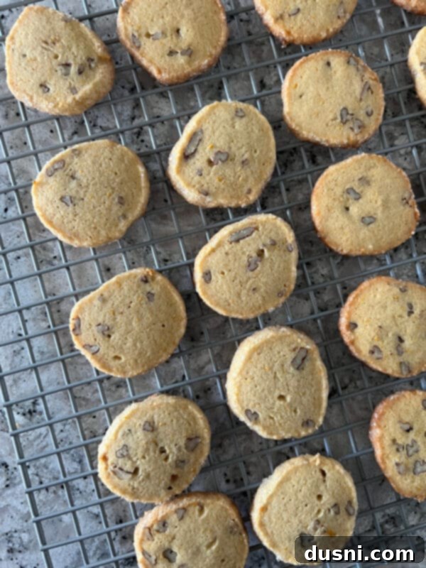 Sliced Orange Ginger Refrigerator Cookies dough arranged on a parchment-lined baking sheet.