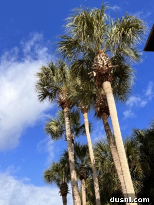 2022's Culinary Highlights: Our Top 10 Recipes 3 Palm trees in Destin, Florida, representing travel in 2022