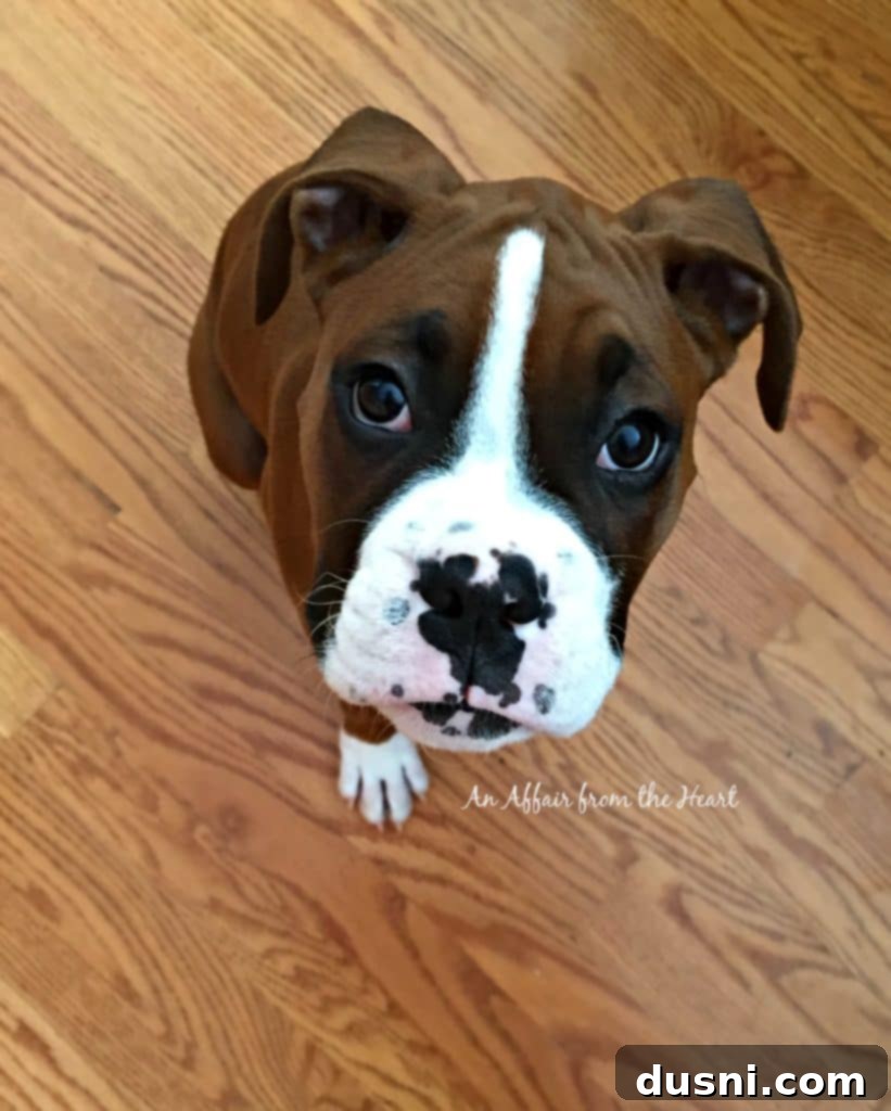 Rustic Farmhouse Loaf 4 Adorable Boxer puppy watching bread dough rise