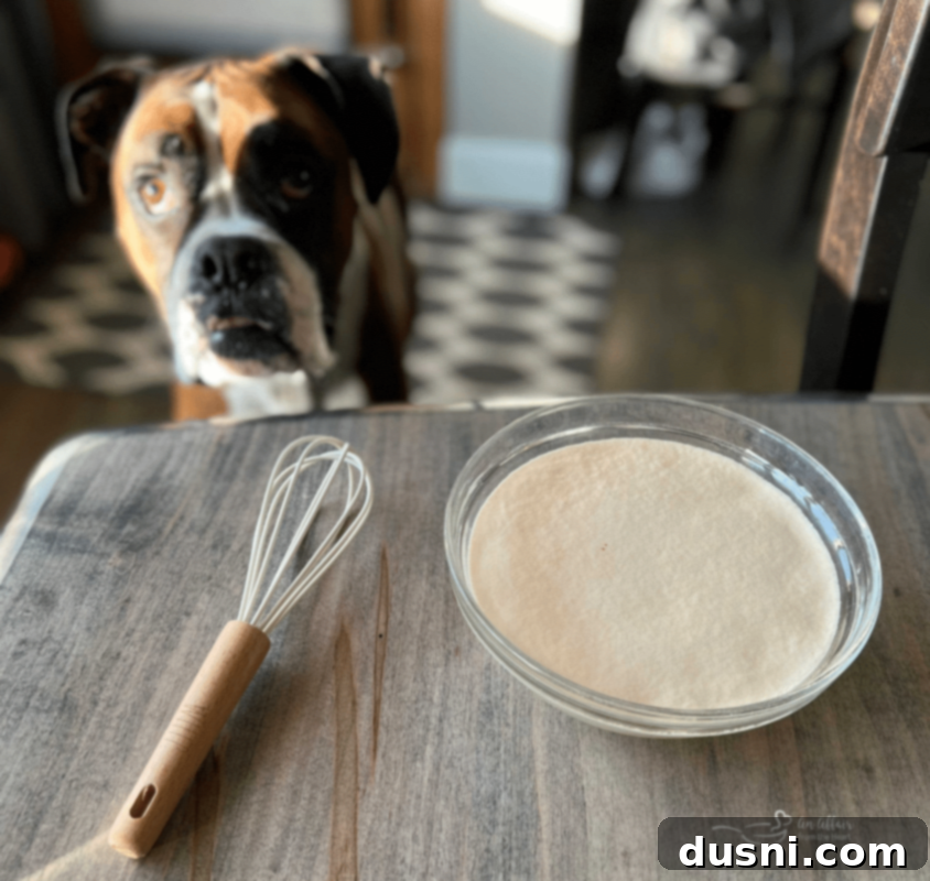 Rustic Farmhouse Loaf 5 Theo the Boxer, 6 years later, watching yeast