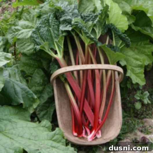 Vibrant green and red rhubarb stalks growing in a garden